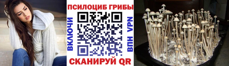 кракен онион купить закладку Абаза Галлюциногенные грибы Psilocybine cubensis
